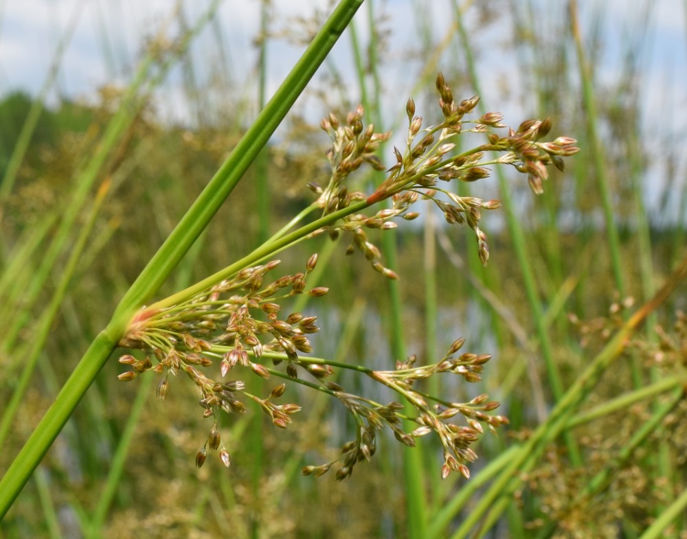 juncus_effusus_2